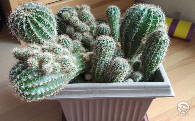 Горшок в кактусами