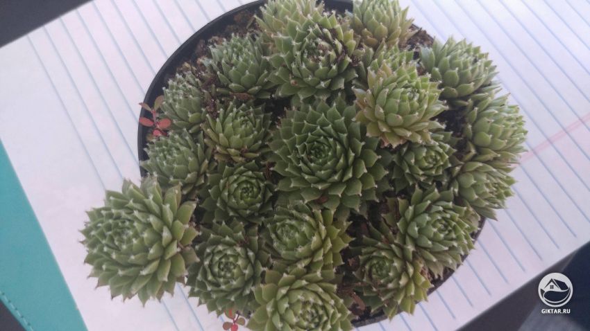 Хотелось бы идентифицировать растение.