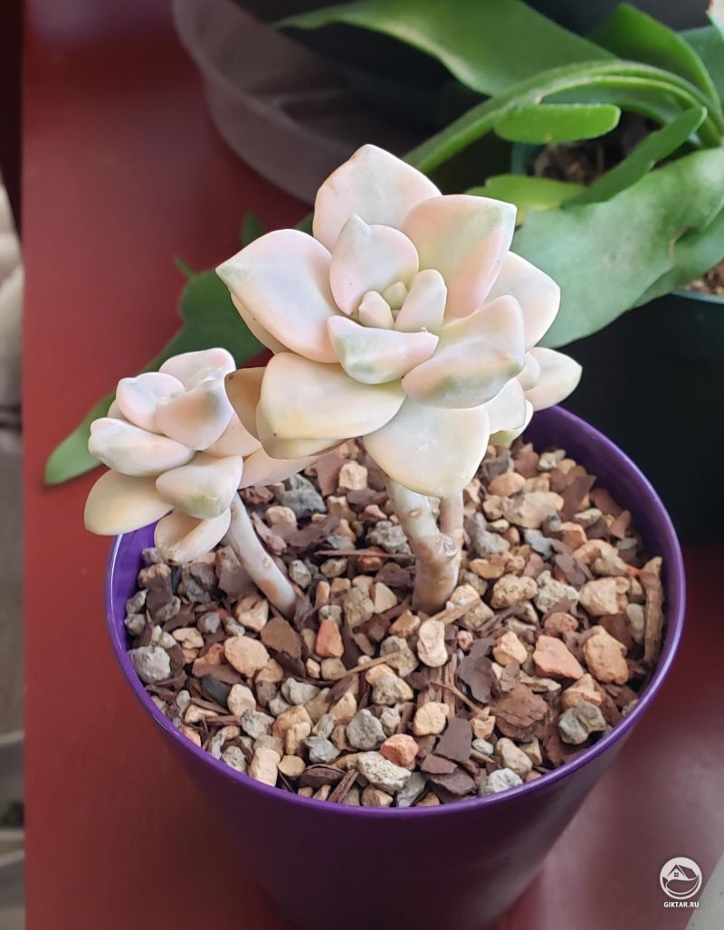 Граптоверия Titubans