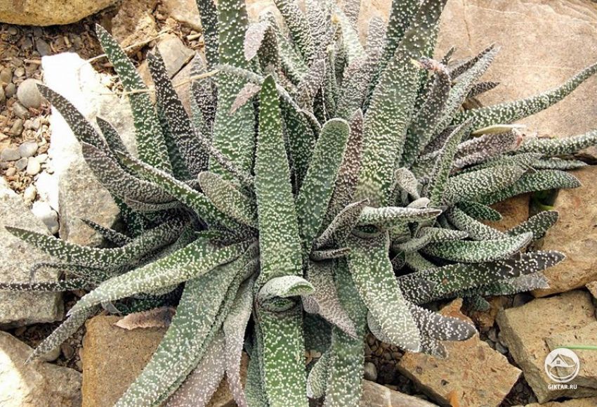 Гастерия бородавчая (Gasteria verrucosa) Гастерия бородавчая (Gasteria verrucosa) - описание вида