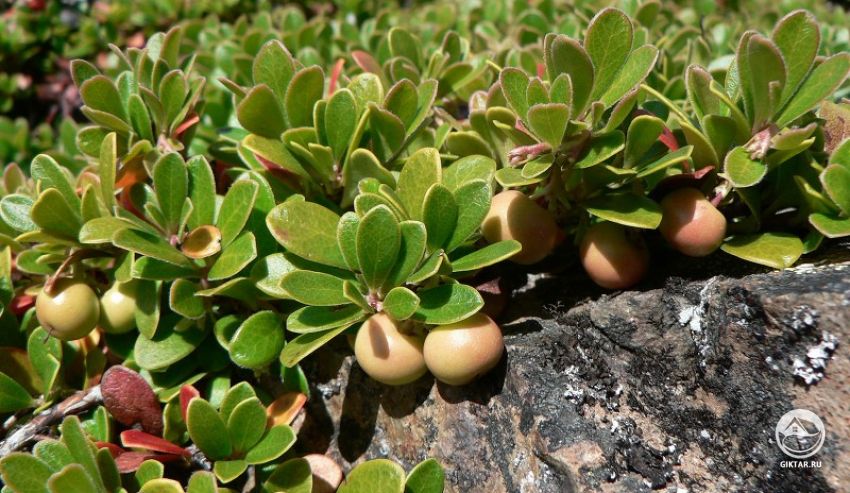 Почвопокровные растения для суровых условий