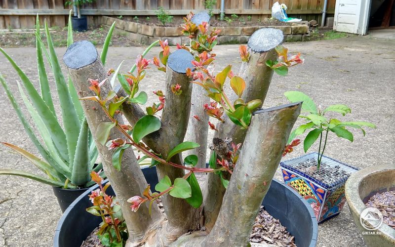 Лагерстрёмия дала новые ростки