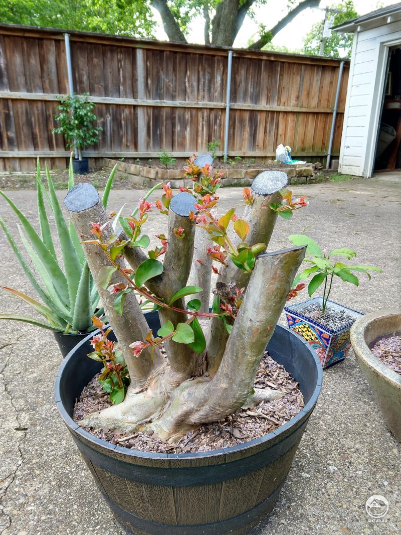 Лагерстрёмия дала новые ростки