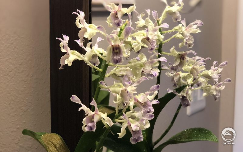 Онцидиум после душа