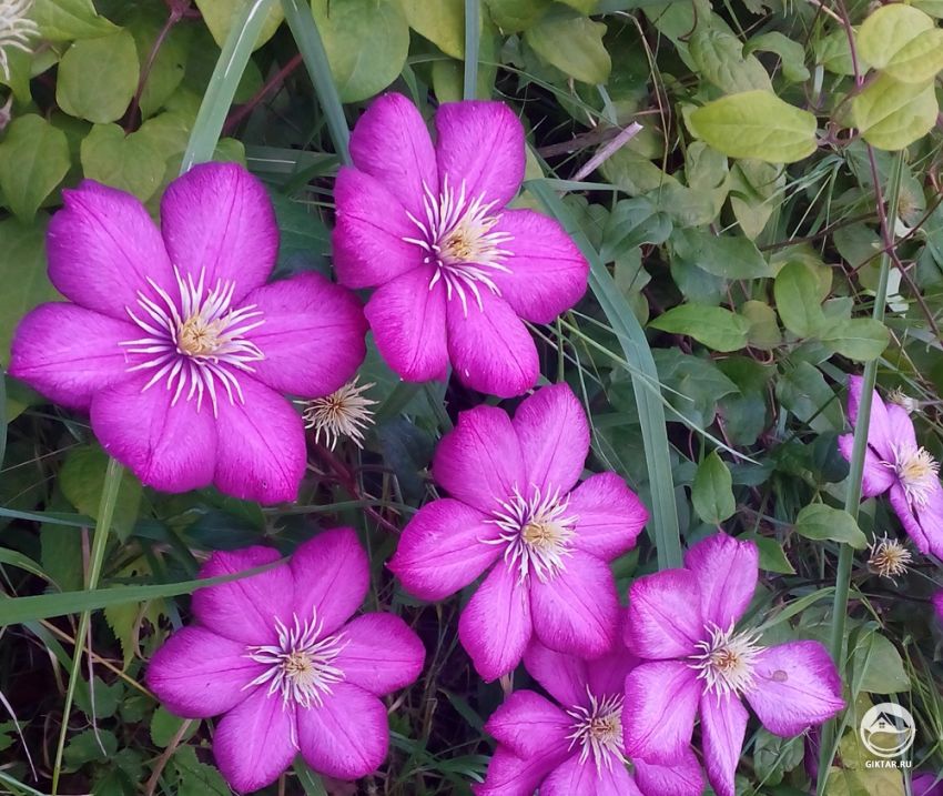 Клематисы: как выбрать, где купить и что делать в первую очередь после покупки.