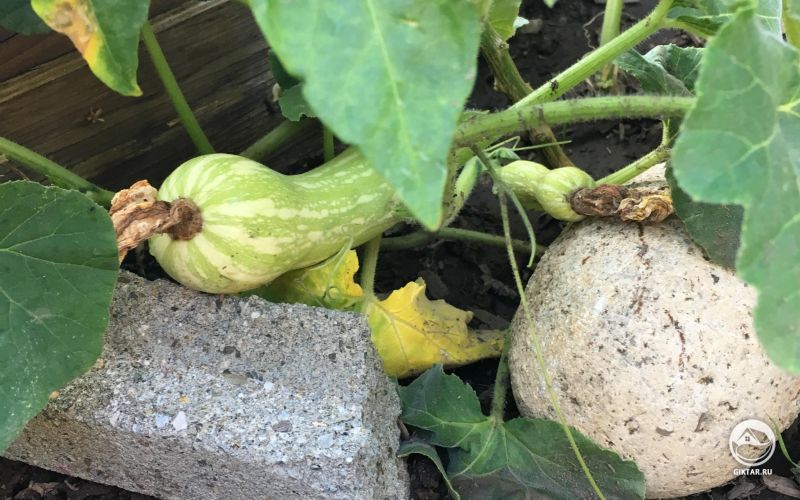 Малыш кабачок