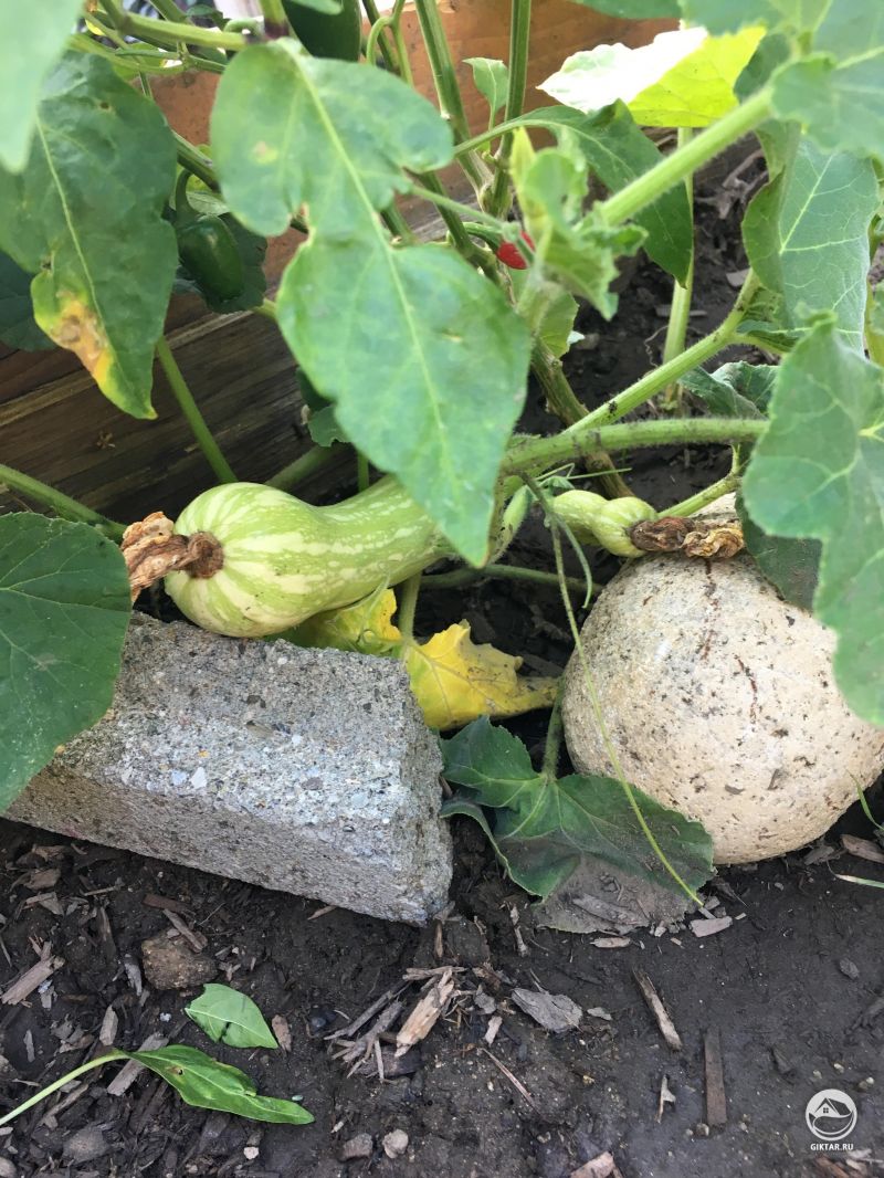 Малыш кабачок