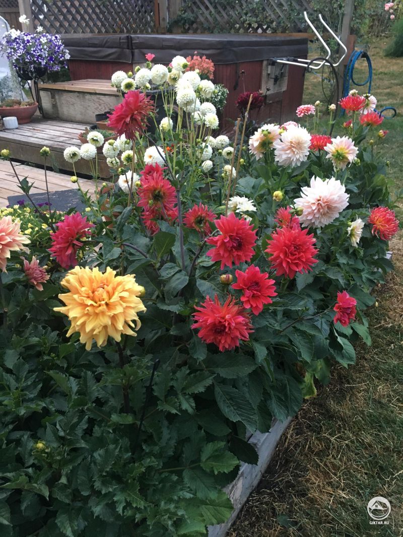 Георгины цветут