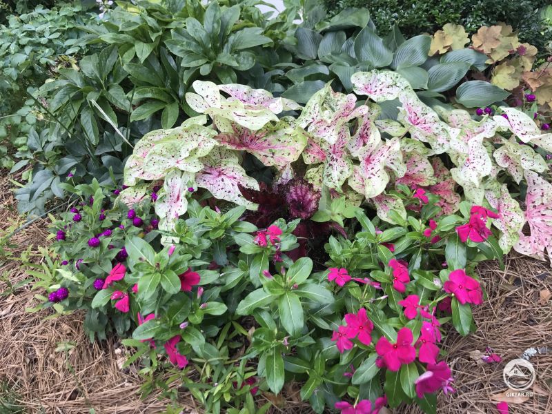 Красная бегония и каладиум