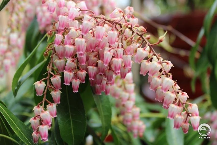 Пиерис японский Пиерис японский (сорт Ping Delight )