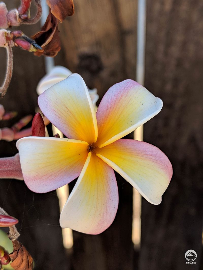 Плюмерия зацвела