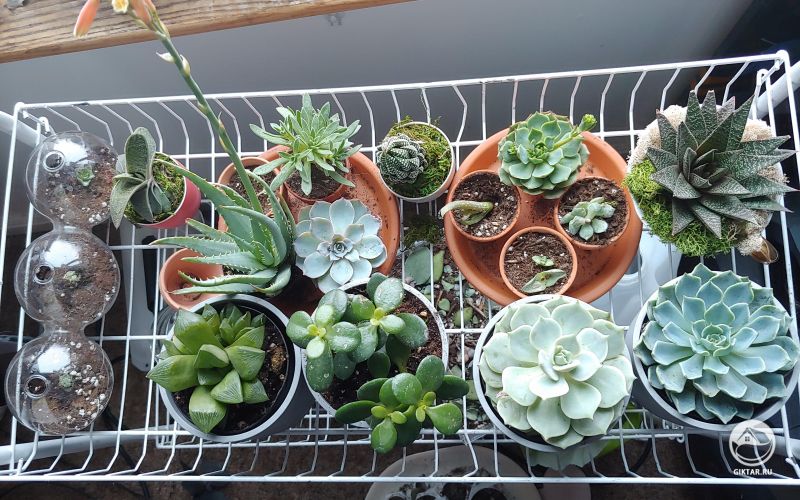 Моя коллекция суккулентов