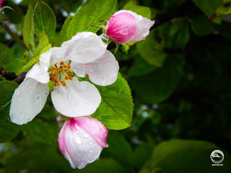 Цветки шиповника с каплями дождя