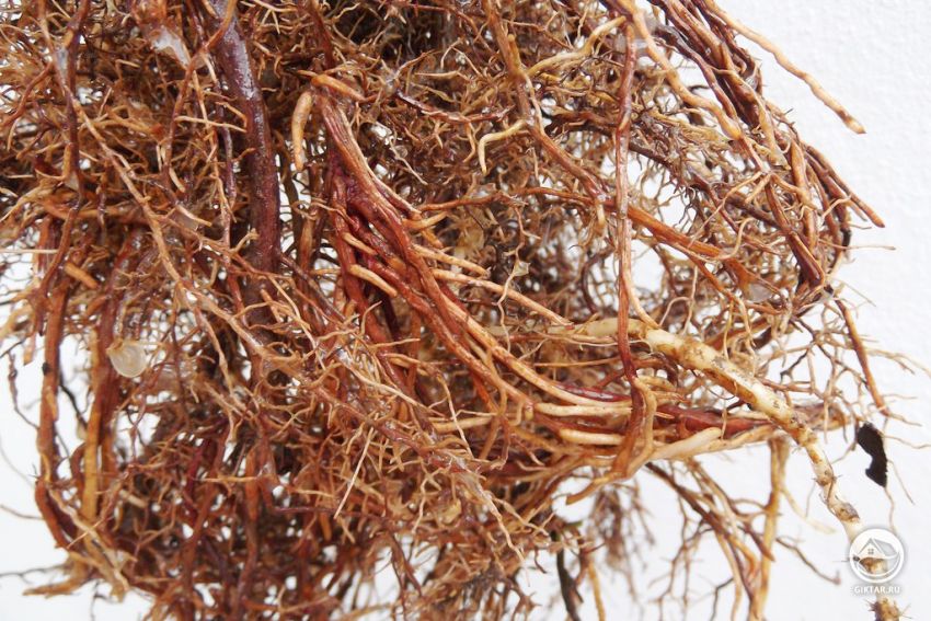 Удаление части боковых корней Выбор и удаление части боковых корней при первичной обрезке корней. японская криптомерия