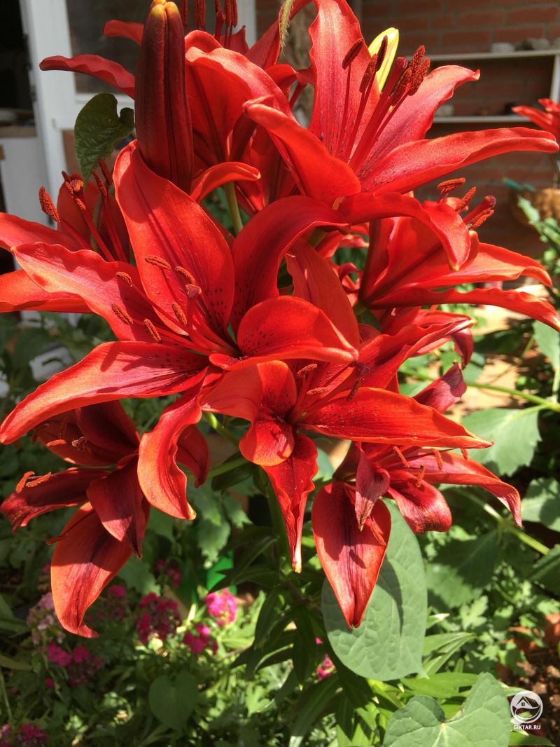 Огненные лилии моего отца