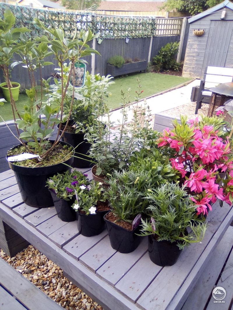 Цветущий рододендрон и другие мои цветы