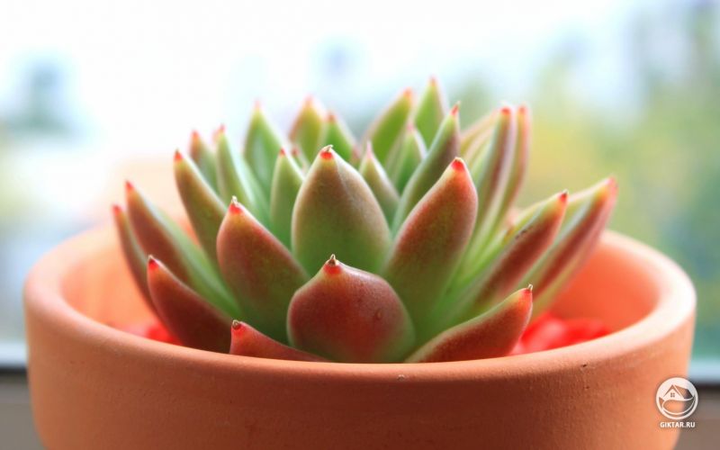 Эхеверия агавовая