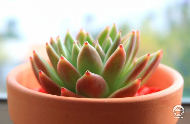 Эхеверия агавовая