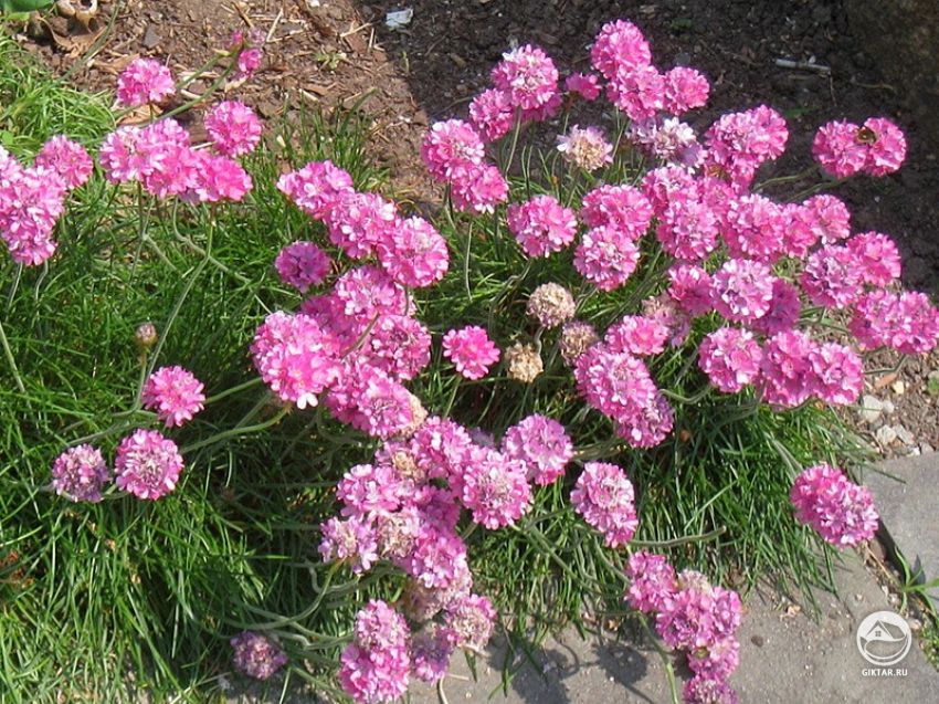 армерия приморская (обыкновенная) армерия приморская (обыкновенная)