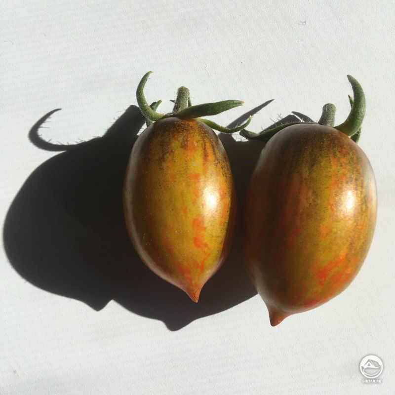 Первый раз выращиваю помидоры "Виноградная гроздь" .