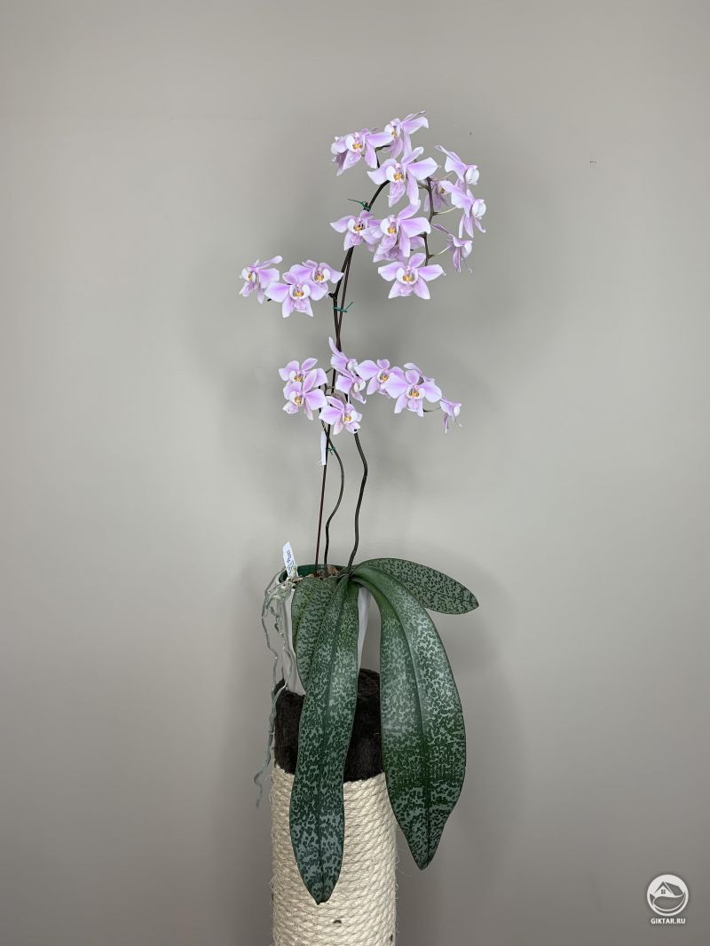 Фаленопсис schilleriana 27 цветков в этом году (14 в прошлом году)