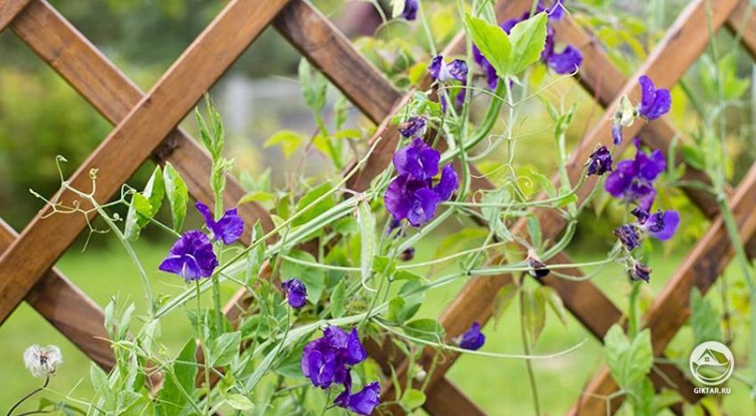 Опоры для вьющихся и ползающих растений Опоры для вьющихся и ползающих растений