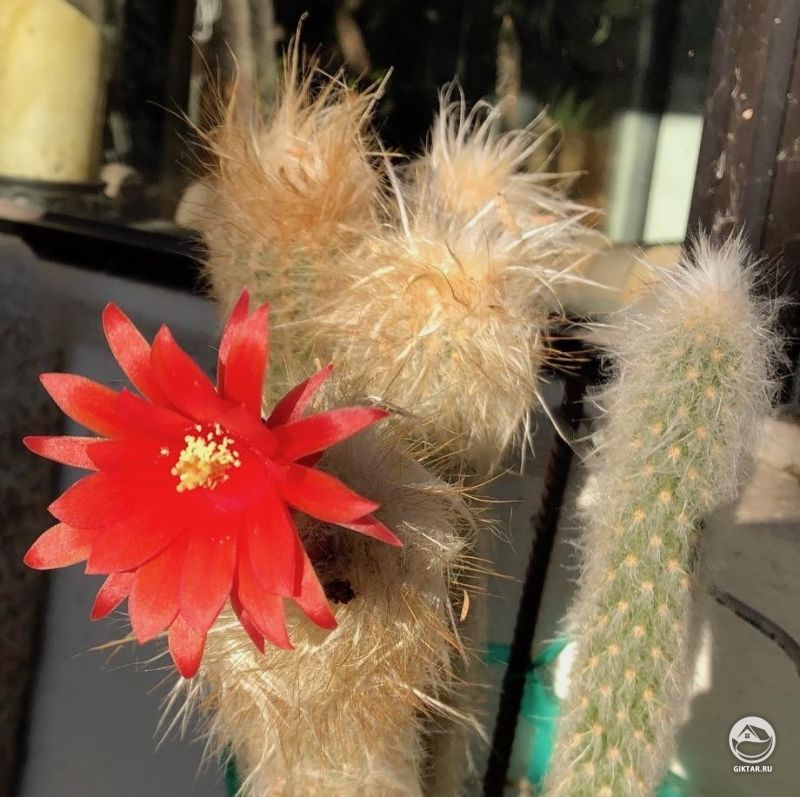 Цветущий клейстокактус