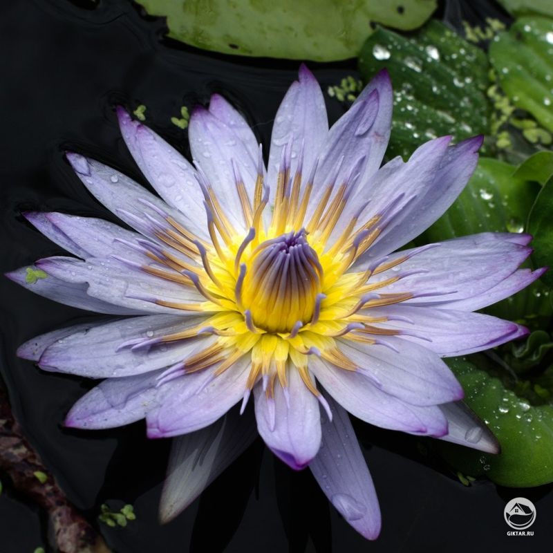 Египетский лотос