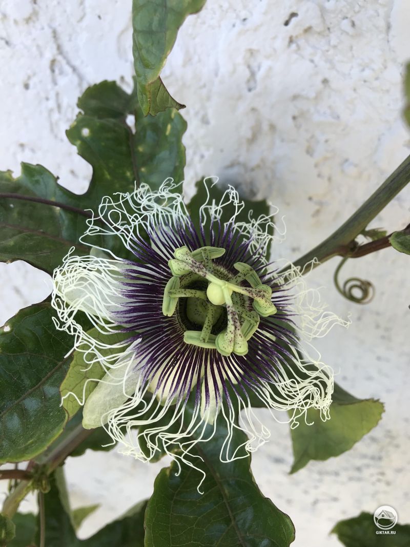 Моя маракуйя, наконец, впервые зацвела!