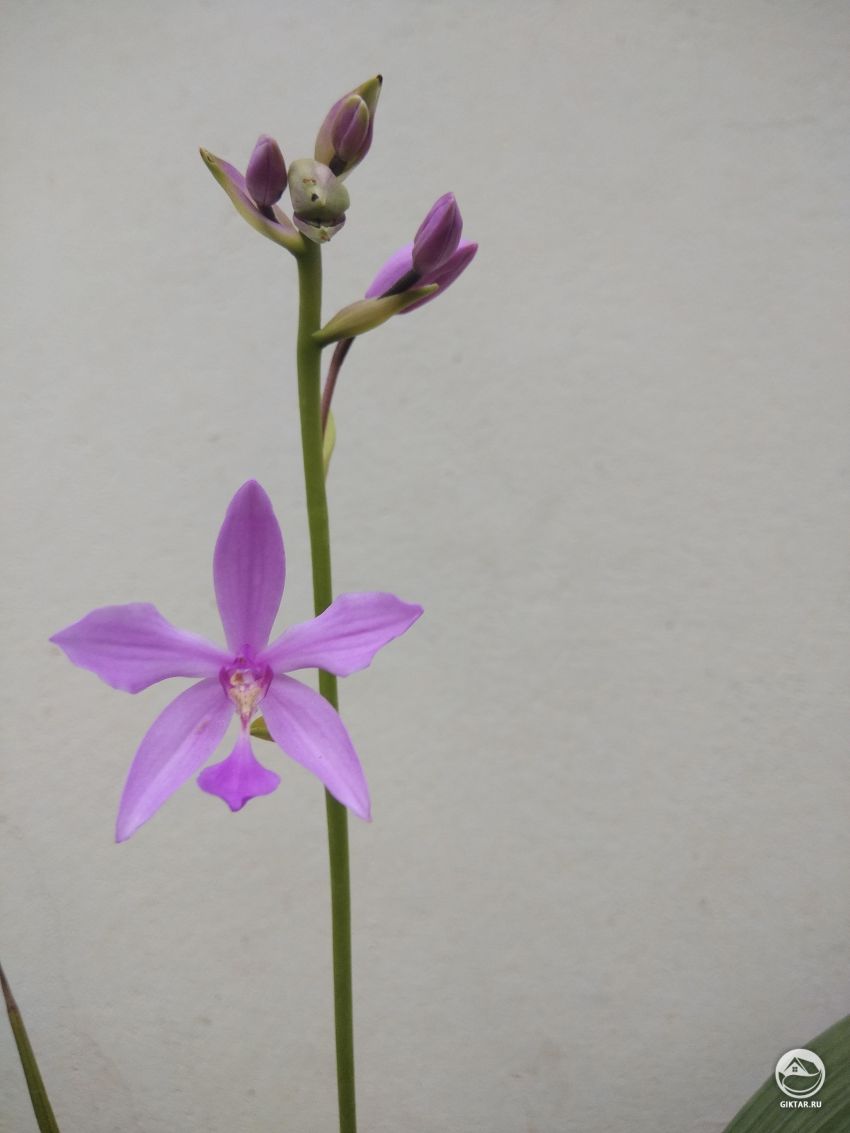 Это орхидея?