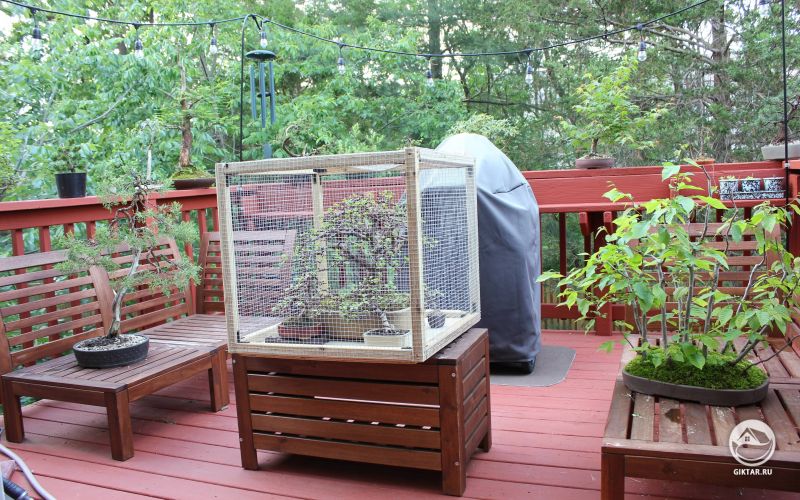 Мой сад бонсай