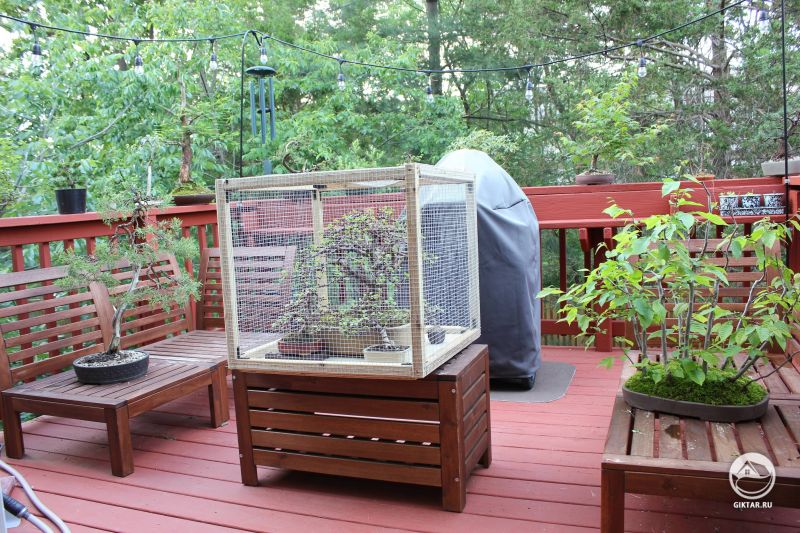 Мой сад бонсай