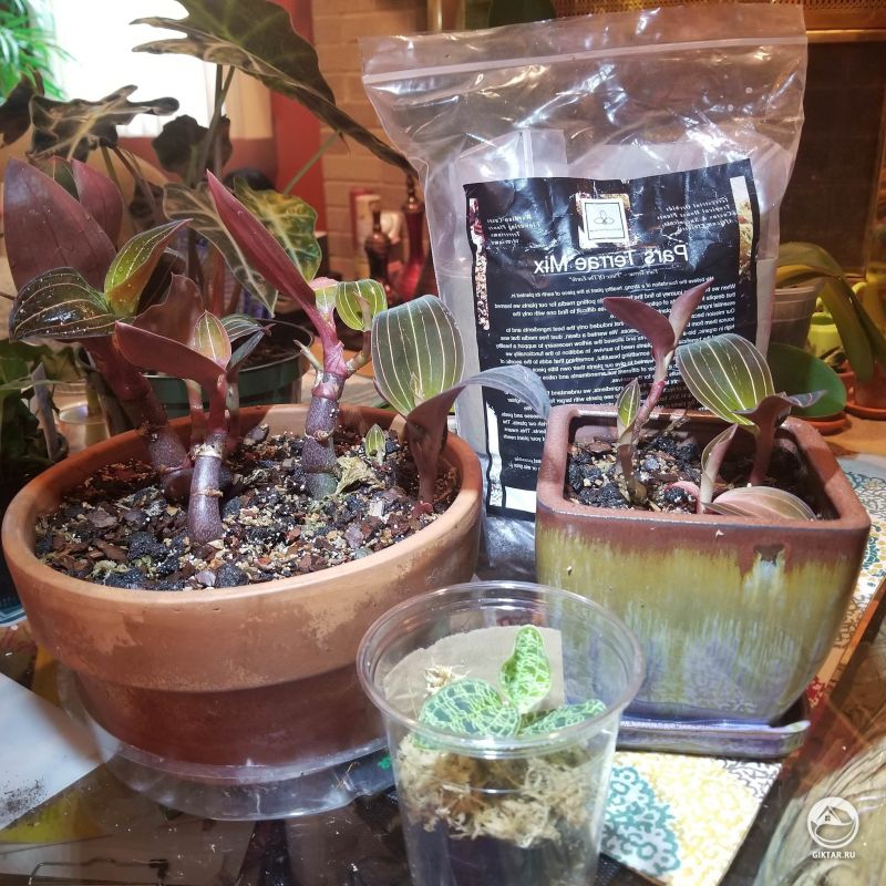 Мой орхидеи-драгоценности