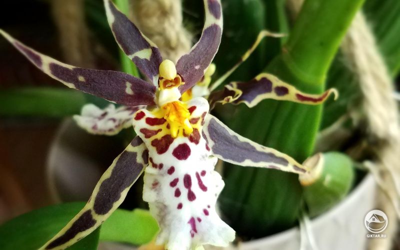 Цветущая орхидея