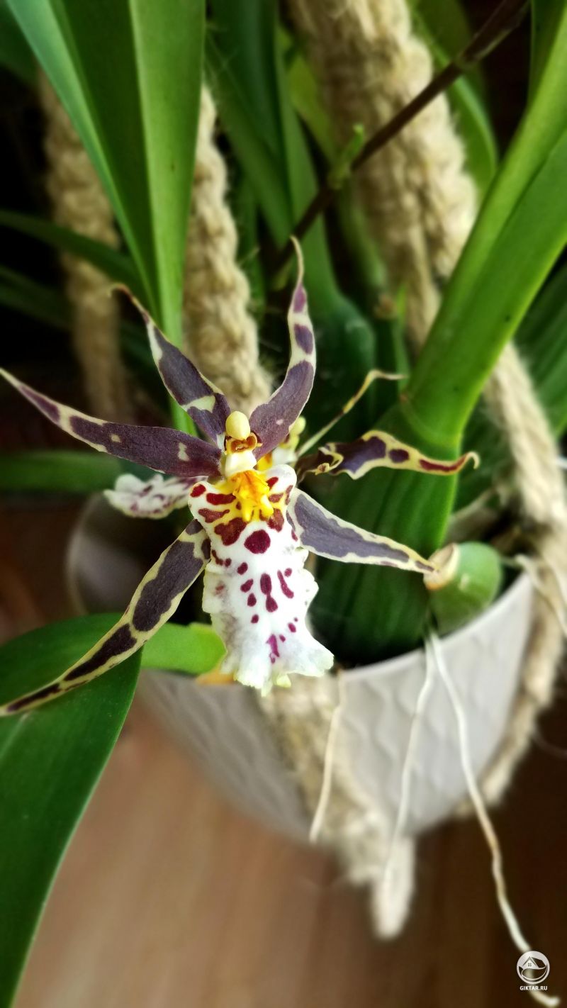 Цветущая орхидея