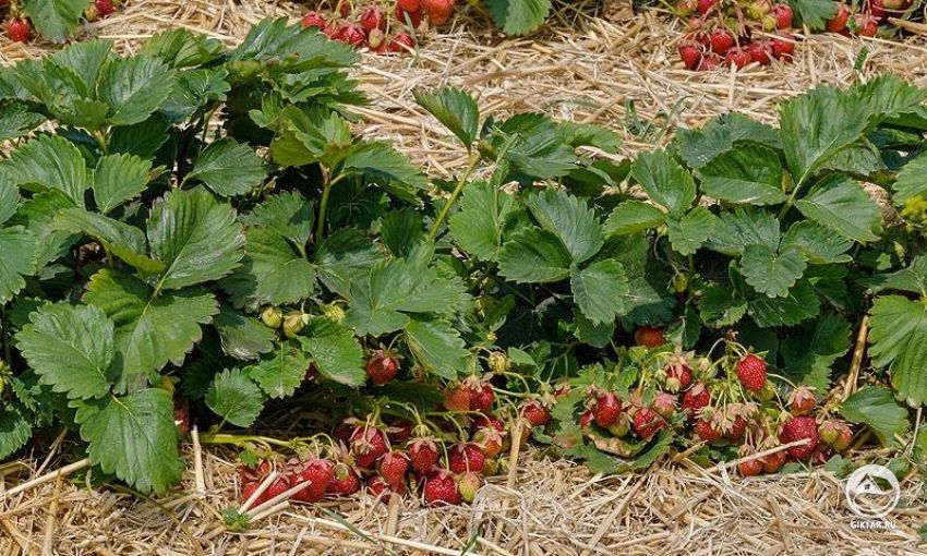 Выращивание клубники в теплице Выращивание клубники в теплице