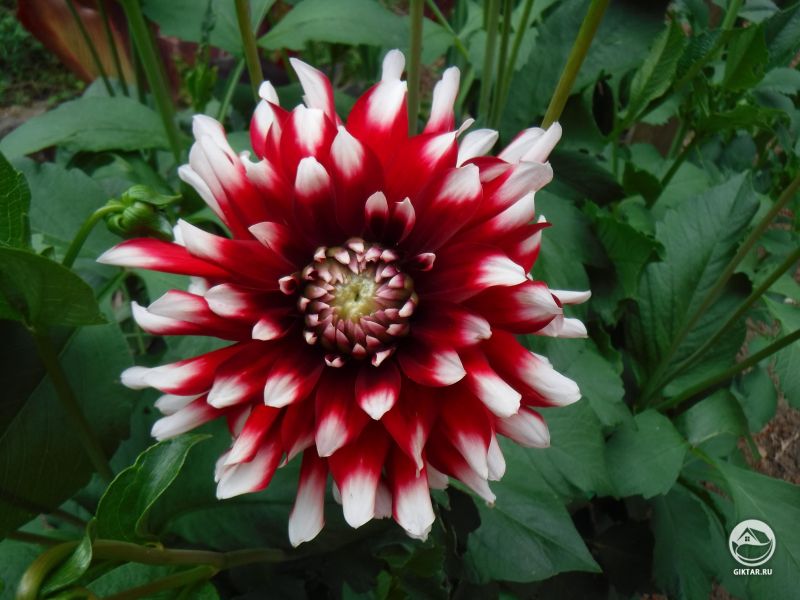 Георгины начинают цвести.