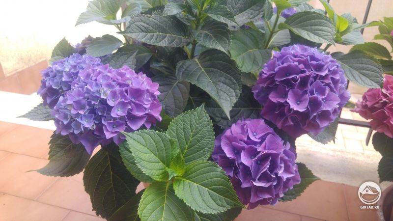Мои голубые Гортензии