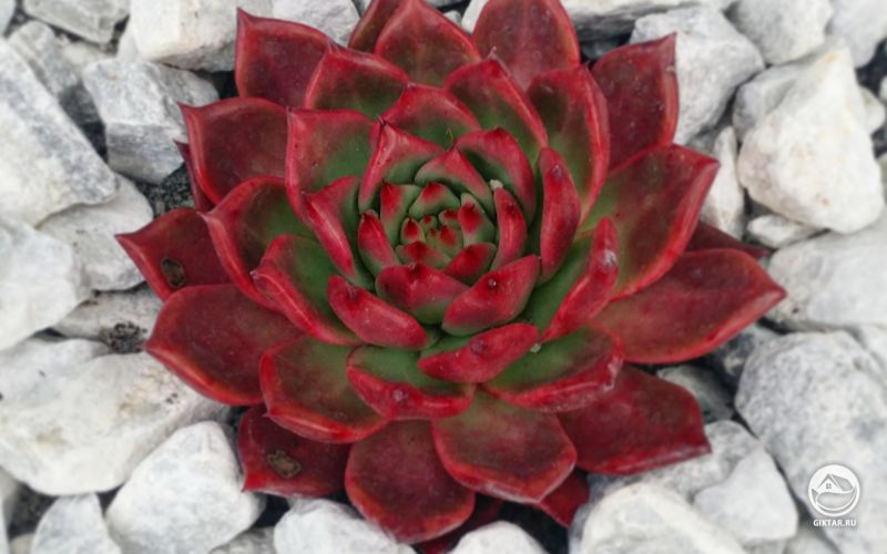 Эхеверия агавовая сорта Frank Reinelt