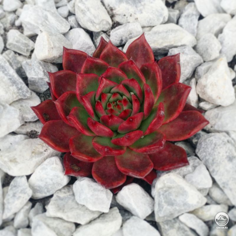 Эхеверия агавовая сорта Frank Reinelt
