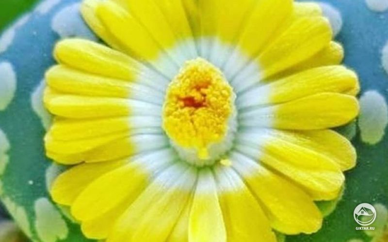 Цветок литопса