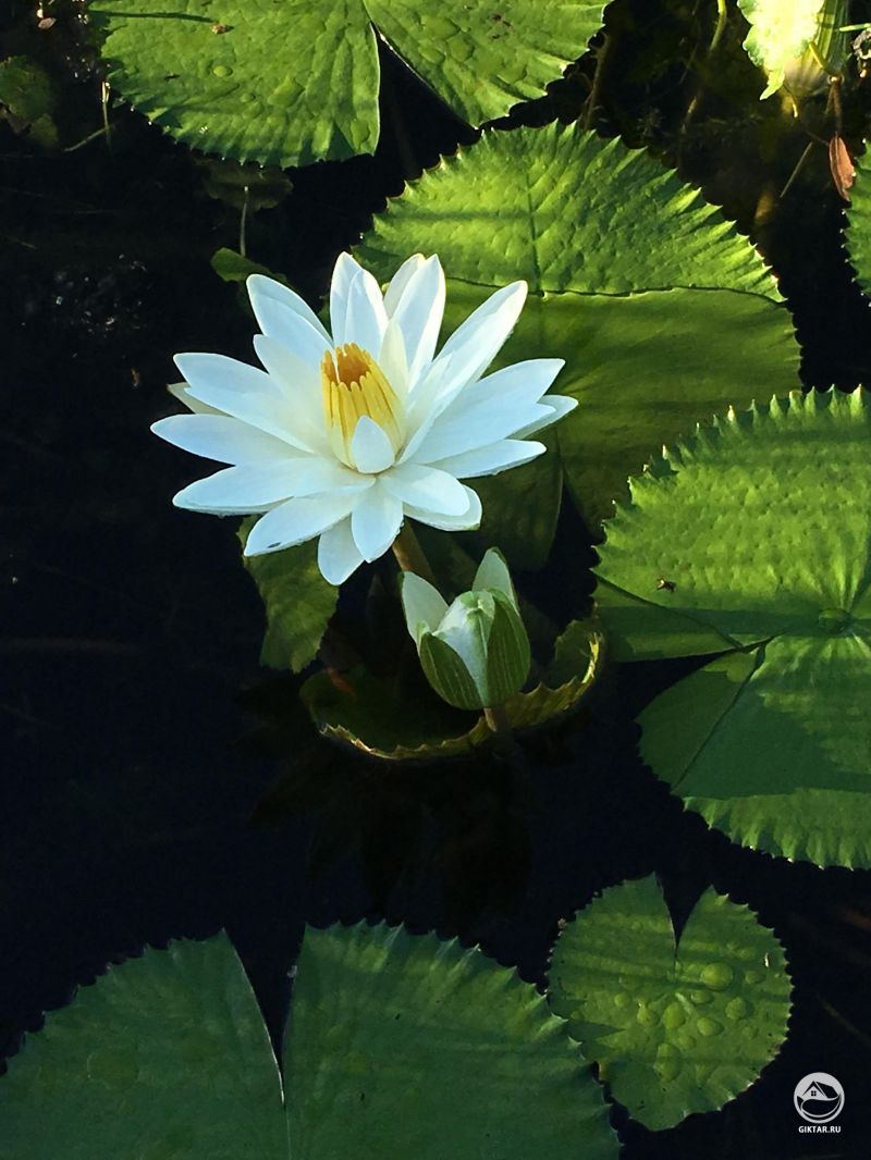 Открыть и встречают свой день. Кувшинки.