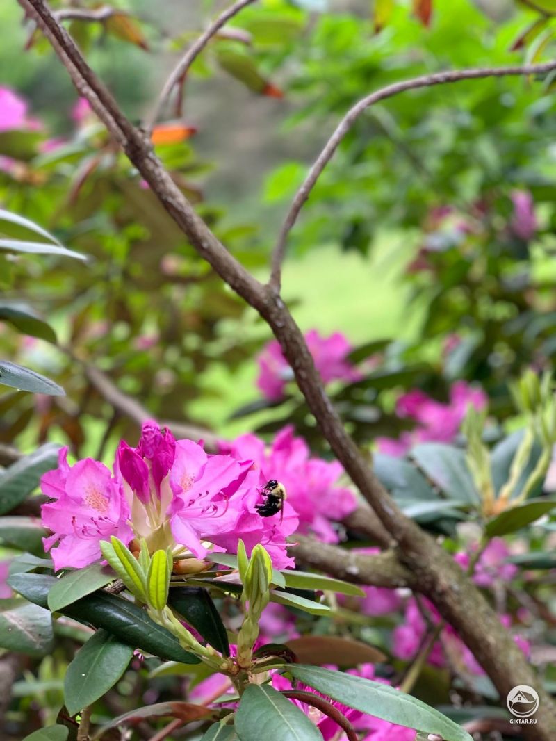 Рододендрон и Пчелка