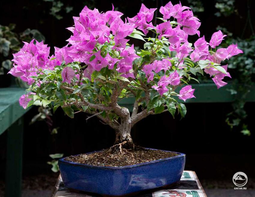 Бонсай из бугенвиллии