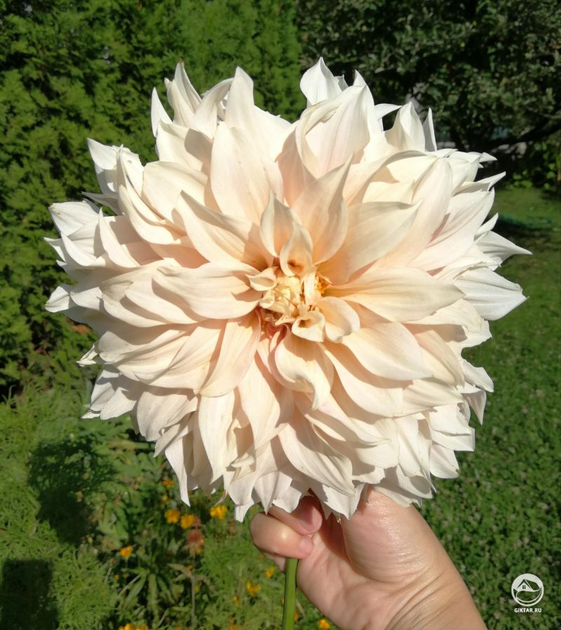 Кремовые цветки георгин