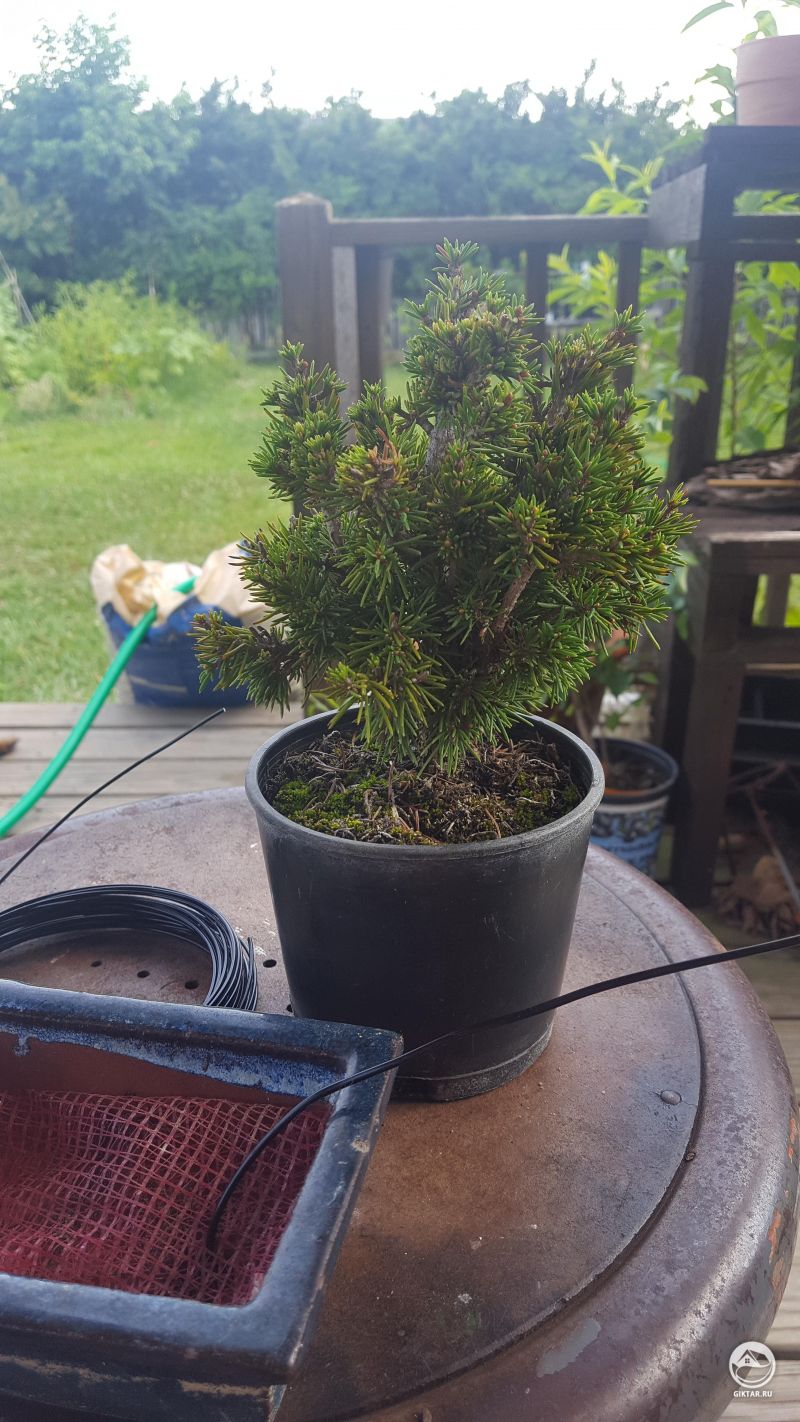 Горная сосна