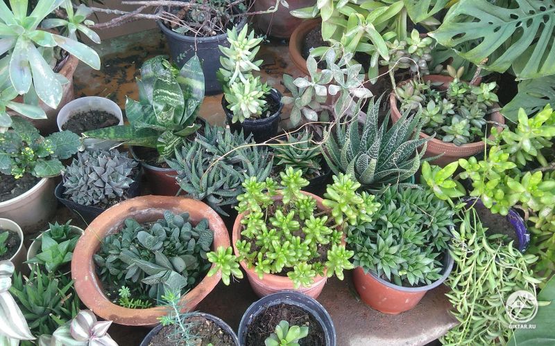 Несколько моих суккулентов