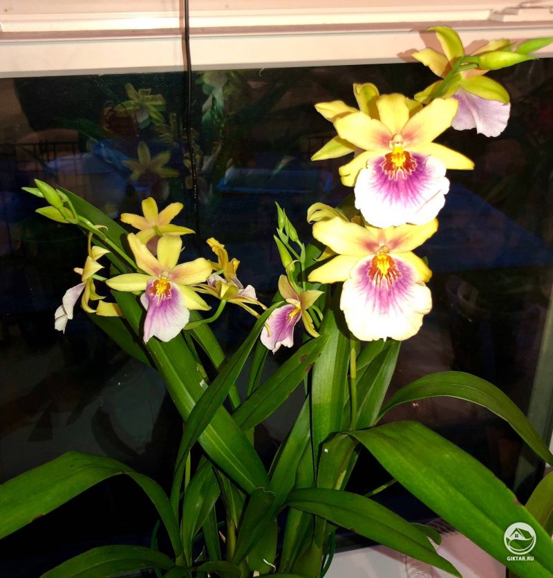 Мильтониопсис