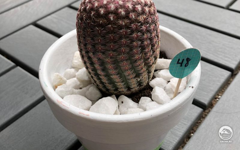 Эхиноцериус Рейнбаха