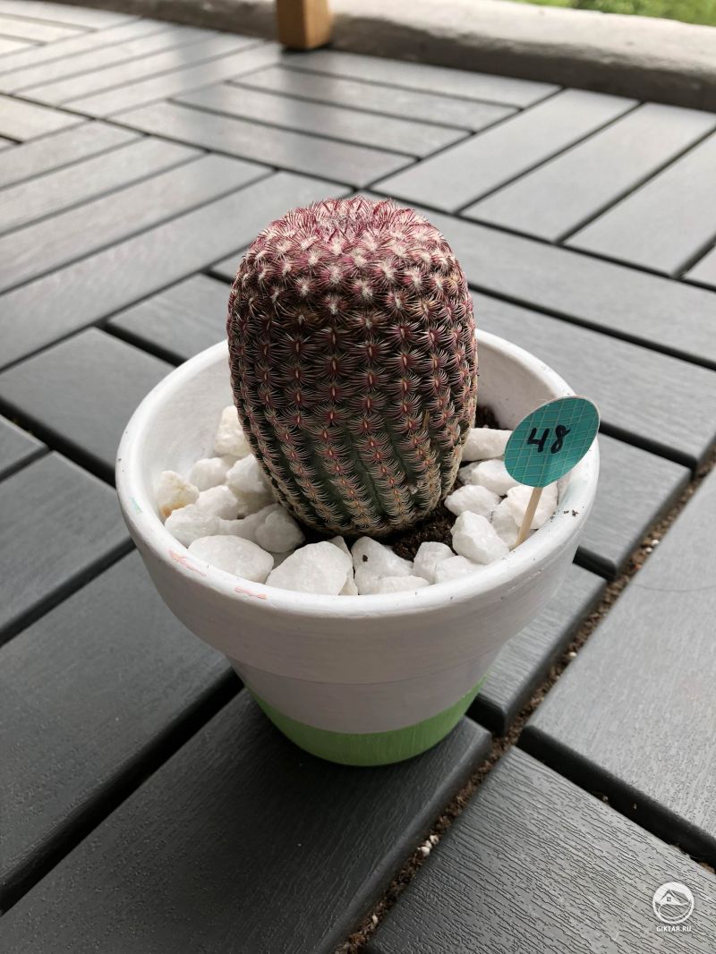 Эхиноцериус Рейнбаха